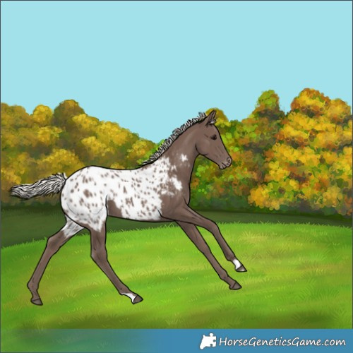 Horse Color:Silver Black Appaloosa