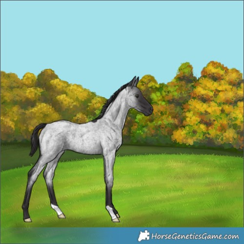 Horse Color:Smoky Blue Chinchilla Roan 