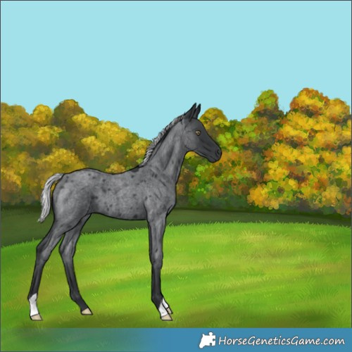 Horse Color:Silver Blue Chinchilla Roan