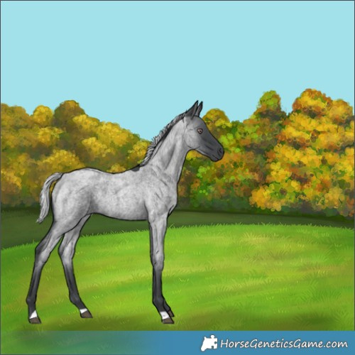Horse Color:Silver Blue Chinchilla Roan