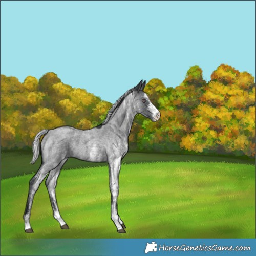 Horse Color:White Spotted Silver Blue Chinchilla Roan