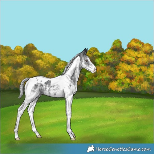 Horse Color:White Spotted Silver Black Chinchilla Tobiano