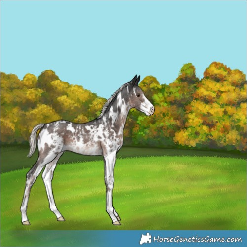 Horse Color:White Spotted Liver Chestnut Mushroom Sabino