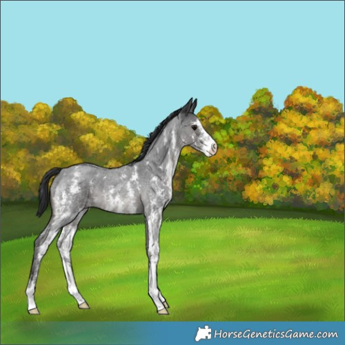 Horse Color:Blue Roan Sabino