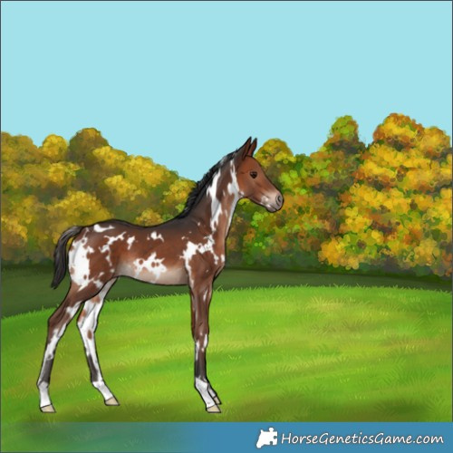 Horse Color:White Spotted Brown