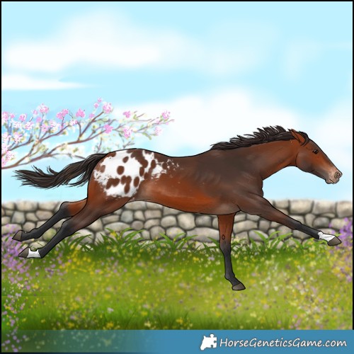 Horse Color:Bay Blanket
