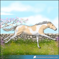 Horse Color:Palomino Tobiano