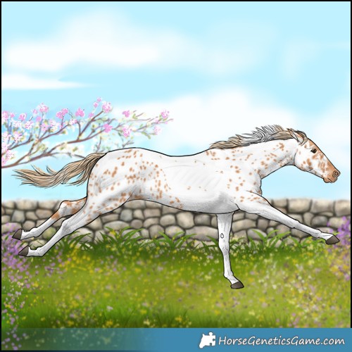 Horse Color:Chestnut Tobiano Near Leopard 