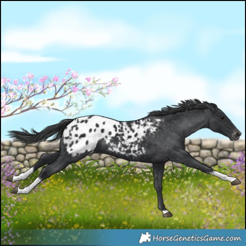 Horse Color:Black Tobiano Blanket