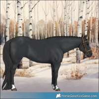 Horse Color:Black 