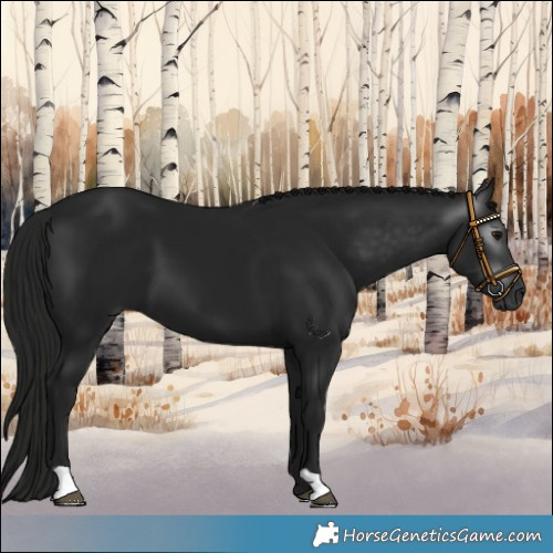 Horse Color:Gray Smoky Black