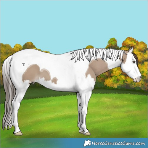 Horse Color:Liver Red Dun Splash Tobiano