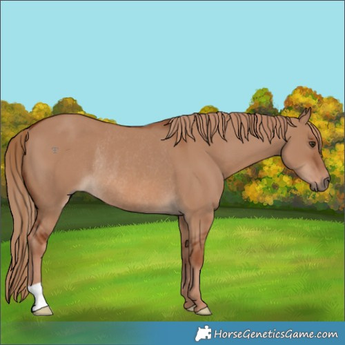 Horse Color:Red Dun Rabicano