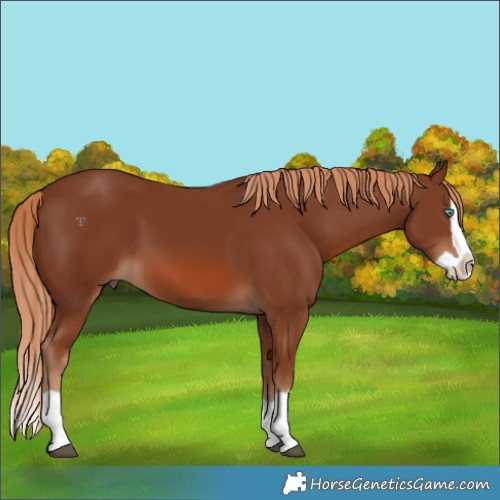 Horse Color:Chestnut Splash 