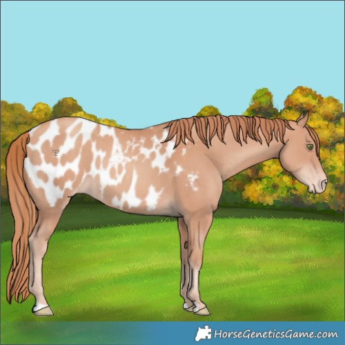 Horse Color:Gold Champagne Blanket 