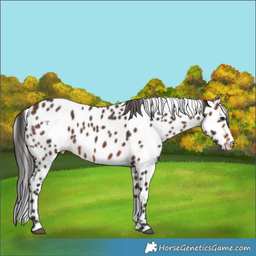 Horse Color:Brown Leopard 