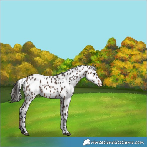 Horse Color:Brown Appaloosa