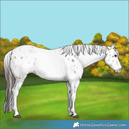 Horse Color:White Spotted Bay Leopard 