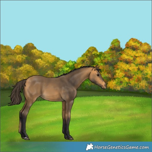 Horse Color:Buckskin