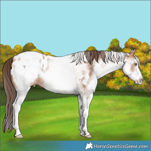 Horse Color:White Spotted Amber Champagne Near Leopard Rabicano