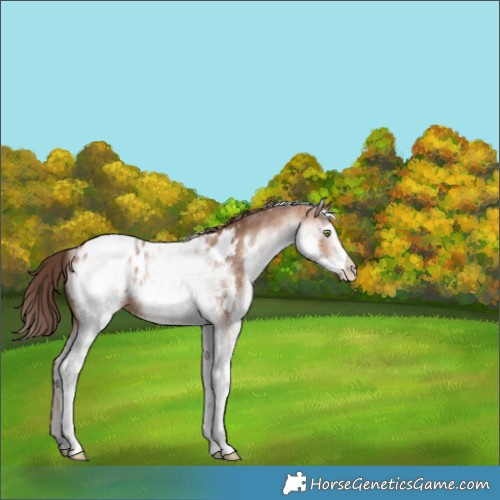 Horse Color:White Spotted Amber Champagne Near Leopard Rabicano