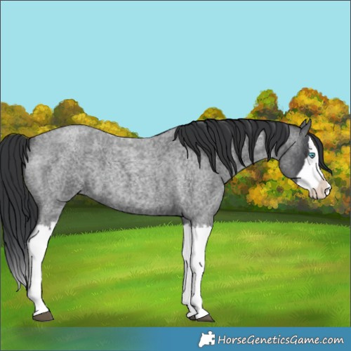 Horse Color:Blue Roan Splash 