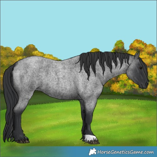 Horse Color:Blue Roan 