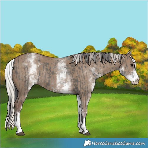 Horse Color:White Spotted Grullo Rabicano  and White Spotted Silver Grullo Rabicano 