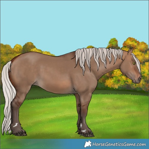 Horse Color:Unknown 