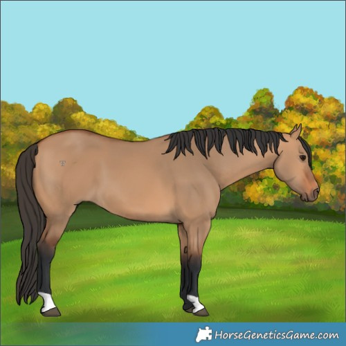 Horse Color:Bay Dun 