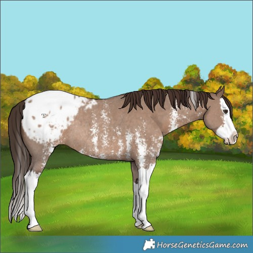 Horse Color:Liver Red Dun Sabino Splash Blanket Rabicano