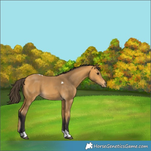 Horse Color:Buckskin Tobiano