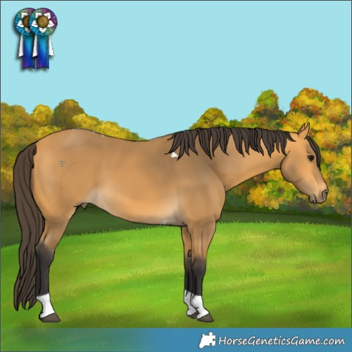 Horse Color:Buckskin Tobiano 