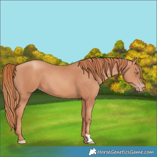Horse Color:Gold Champagne