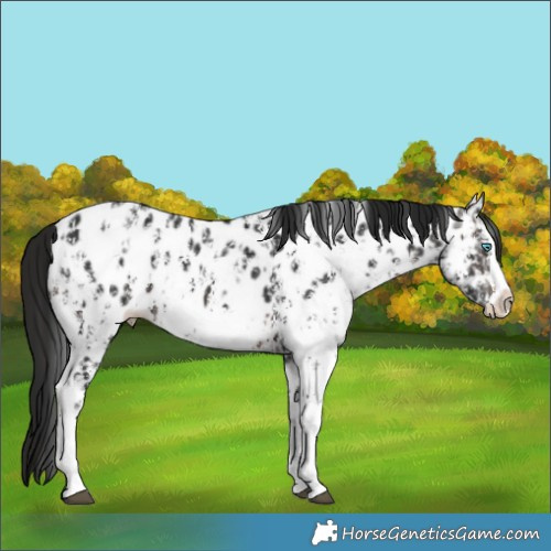 Horse Color:Brown Sabino Splash Near Leopard  and Gray Brown Sabino Splash Near Leopard 