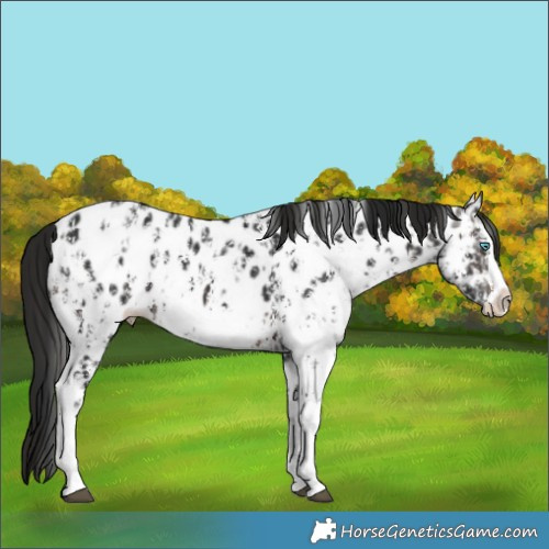 Horse Color:Brown Sabino Splash Near Leopard and Gray Brown Sabino Splash Near Leopard