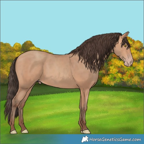 Horse Color:Amber Champagne