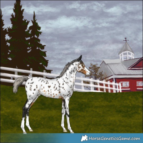 Horse Color:Gray Silver Buckskin Near Leopard