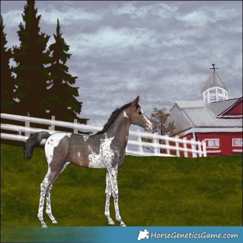 Horse Color:Bay Sabino Tobiano 