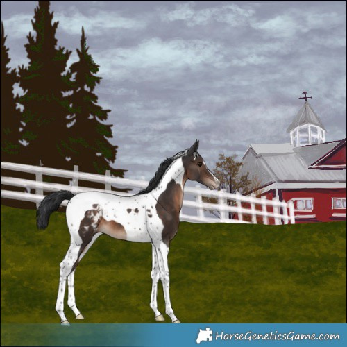 Horse Color:Brown Tobiano Appaloosa 