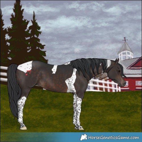 Horse Color:Brown Tobiano