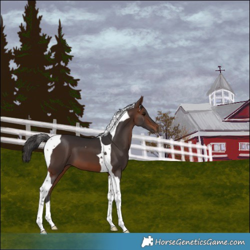 Horse Color:Bay Tobiano 