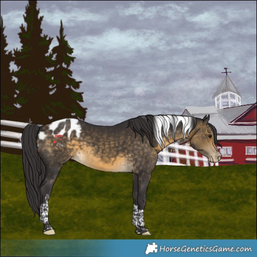 Horse Color:Buckskin Tobiano Blanket 