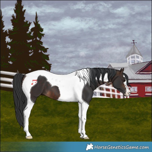 Horse Color:Bay Tobiano 