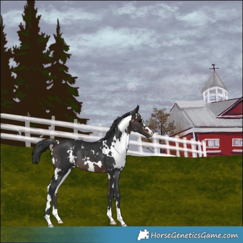 Horse Color:White Spotted Brown Rabicano 