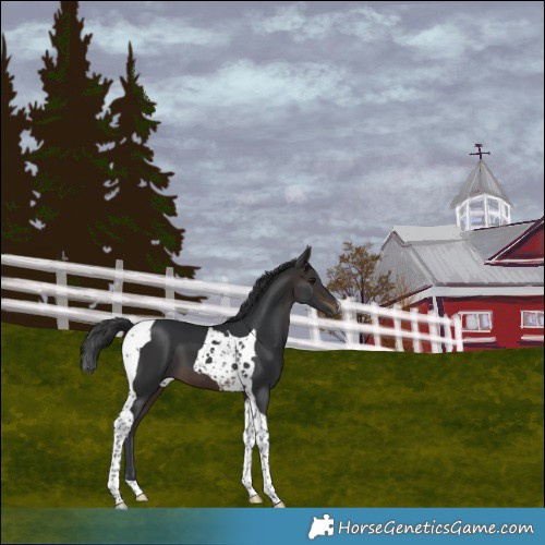 Horse Color:Brown Tobiano