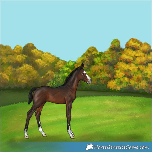 Horse Color:Gray Brown Splash 