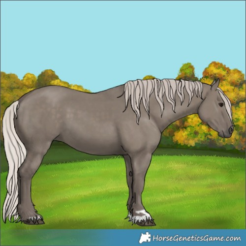 Horse Color:Unknown 