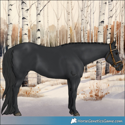 Horse Color:Black 