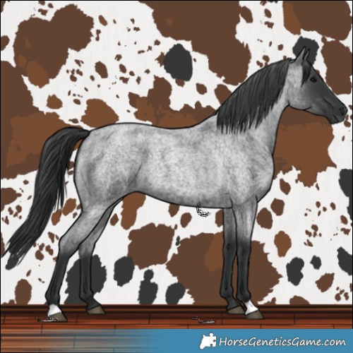 Horse Color:Blue Roan 